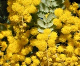 closeup of Acacia baileyana yellow flowers